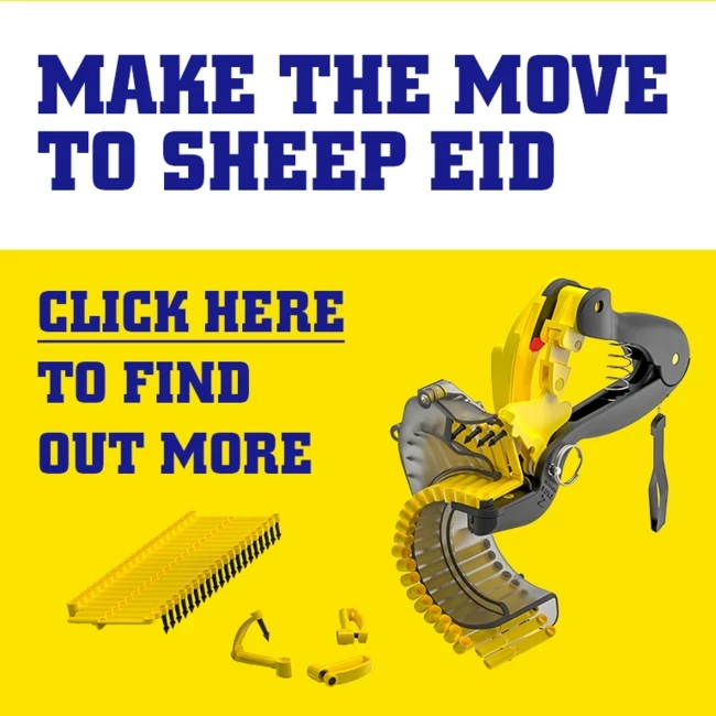 Make the move to sheep EID