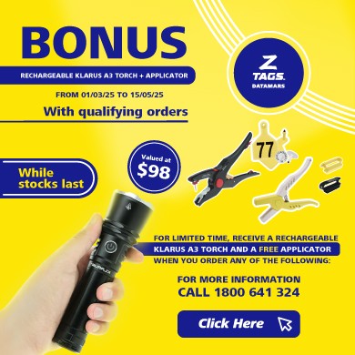 Torch Promotion